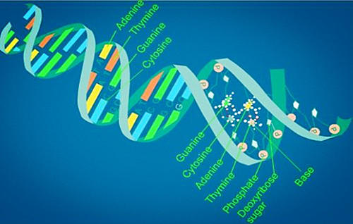 高三生物必修三知识点：遗传与基因工程中的酶